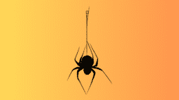 A drawing of a spider hanging from its web