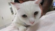 A white cat held by someone