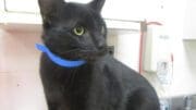 A black cat with a blue leash, looking sad