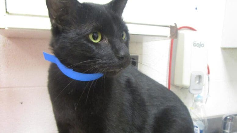 A black cat with a blue leash, looking sad