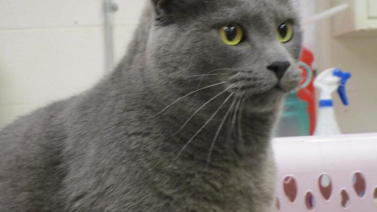 A gray cat looking sad
