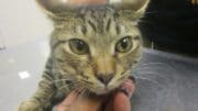 A tabby cat held by someone in the face