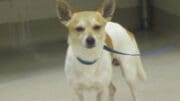 A white/tan chihuahua with a blue leash, looking angry