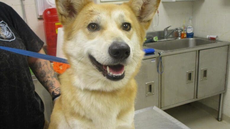 A tan/white welsh corgi with a blue leash, looking happy