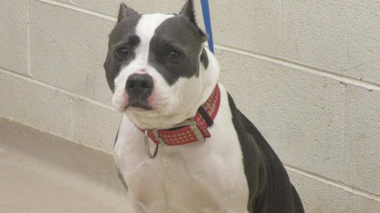 A gray/white pit bull with a blue leash