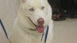 A white husky with a blue leash, tongue's out