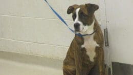 A black/brown boxer dog with a blue leash, looking sad