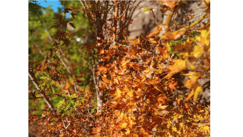 A closeup shot of leaves turning to red and gold for the fall