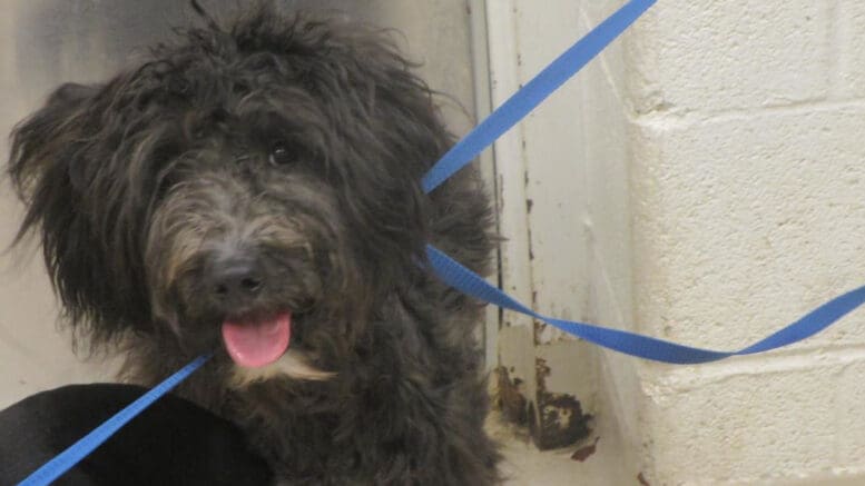 A black poodle with a blue leash, looking happy