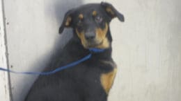 A black/tan hound with a blue leash, looking sad