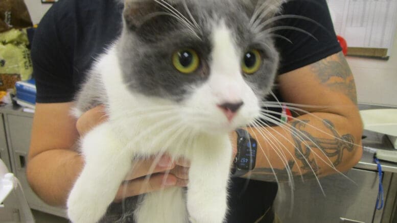 A gray/white cat held by someone