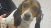 A tri-color beagle held by someone behind