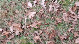 Brown fallen leaves on a lawn