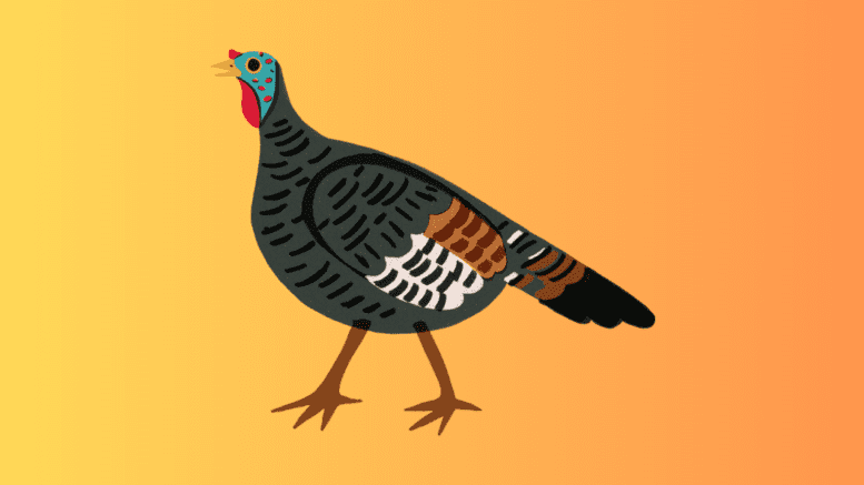 A color drawing of a wild turkey