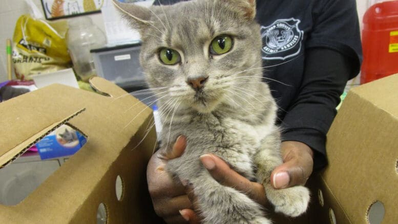 A gray tabby cat being held outside a box