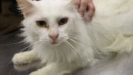 A white cat looking sad, held by someone behind