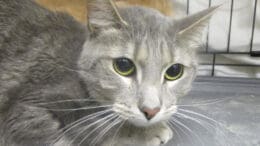 A gray tabby cat looking sad