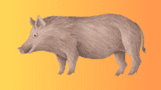 a large pig with long hair