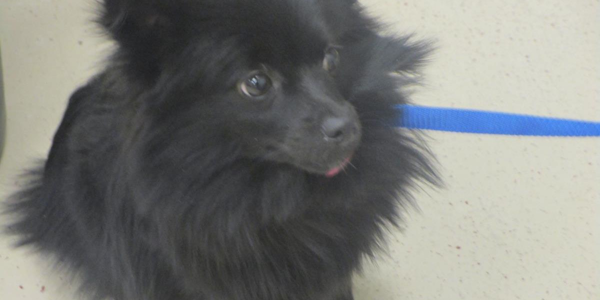 Fluffy sales black pomeranian