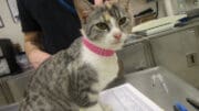 A tabby calico cat with a pink leash