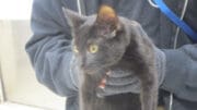 A black cat held by someone