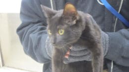A black cat held by someone