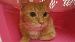 An orange white/tabby cat inside a pink cage