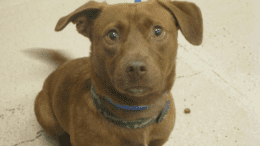A brown/white dachshund looking sad