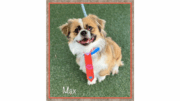 A tan/white toy breed with a blue leash and red tie