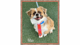 A tan/white toy breed with a blue leash and red tie