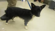 A black/white terrier with a blue leash