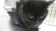 A black cat going out from a cage, looking sad