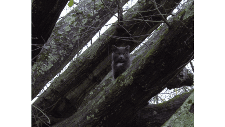 A gray feral cat high in a tree