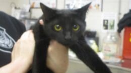A black cat held by someone behind, looking shocked