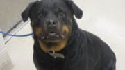 A black/tan rottweiler with a blue leash, looking ahead