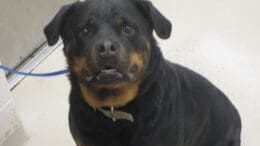 A black/tan rottweiler with a blue leash, looking ahead