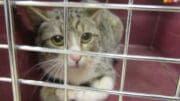A gray/tabby white inside a cage, looking sad