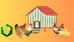A cartoon drawing of a rooster, two hens, two chicks, and a hatchling along with a drawing of a chicken coop.