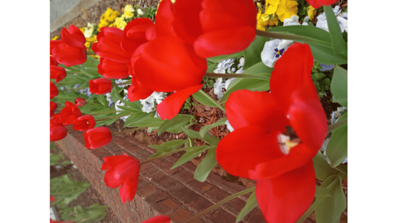 Photos of red tulips