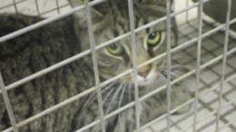 A tabby cat inside a cage, looking sad