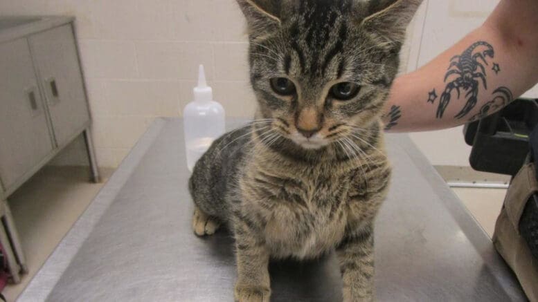 A tabby kitten held by someone behind