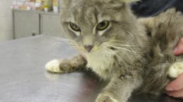 A gray tabby/white cat held by someone, looking angry