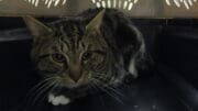 A tabby/white cat inside a cage, looking scared