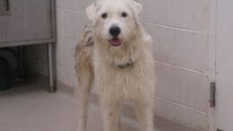 A white/gray mixed breed dog, looking happy