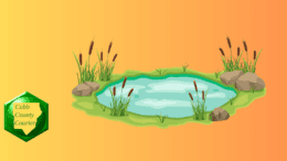 A pool of wetland water surrounded by cattails rocks and what seems to be moss