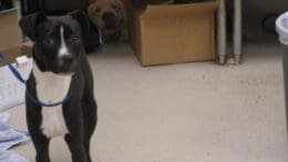 A black/white pit bull type with a blue leash