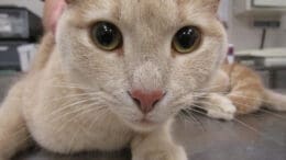A beige tabby cat looking at the camera