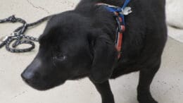 A black labrador retriever with a leash, looking angry