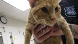 An orange/tabby cat held by someone behind