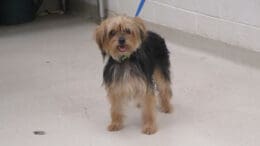 A brown/gray yorkshire terrier with a blue leash, looking happy